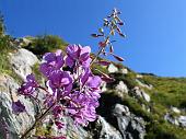 12 Epilobium angustifolium